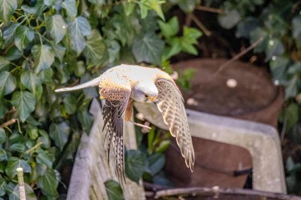 Turmfalke