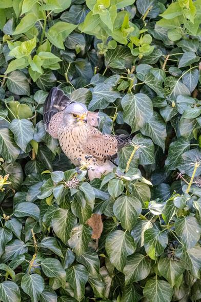 Turmfalke