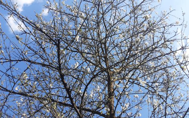 Die ersten Kirschblüten...endlich👍