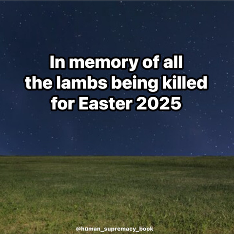 In memory of all the lambs being killed for Easter 2025 @human_supremacy_book