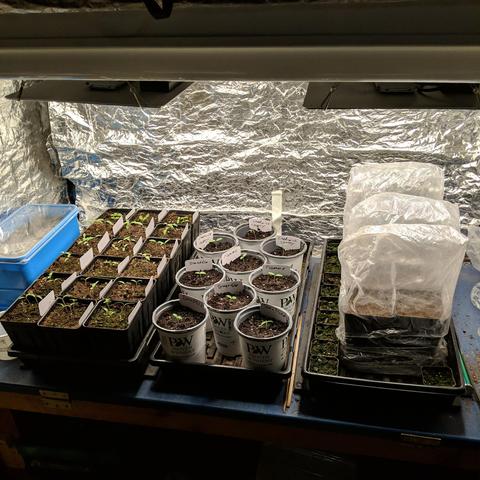 A photo showing a seed starting area that has 3 plant trays with mostly tomato seedligns and some tomatilloes. The left tray was planted on April 1 and has 18 square pots. The middle tray is transplants from the left tray and has 9 recycled round pots with 4 tomatillo, 3 Chadwick cherry, and 2 Flamme tomatoes. The right tray has 6 tall square pots covered with 3 clear bags that have freshly planted saved 'Campari' or 'Mountain Magic' tomato seeds and are on a heat mat. They come from a hybrid tomato so they are not exactly true but last years saved seeds were VERY good tomatoes that grew excellent.  There are two 100 watt LED light panels above the trays but they are only turned up about 50% or so at a height of a couple of feet.