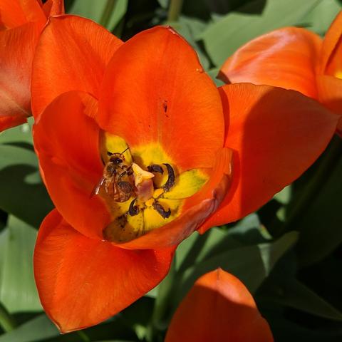 A closeup photo of a bee in an orange tulip flower. The center of the flower is yellow with some black bits. The bee is on the left side of center. The six petals form two sorta triangles offset.