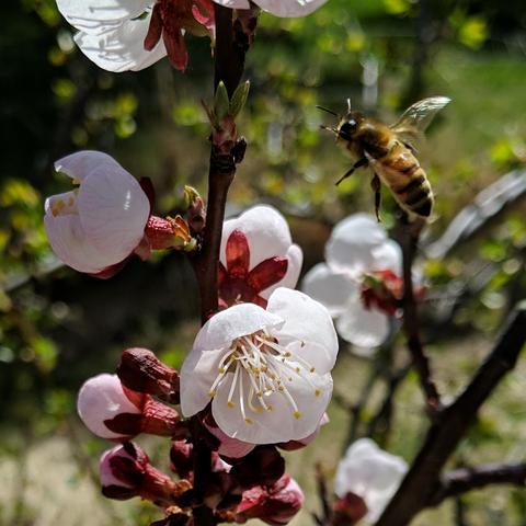 A closeup photo of a bee flying near Harcot apricot blossoms. The blossoms are white to pink with some red around them. The bee is kinda average colored.