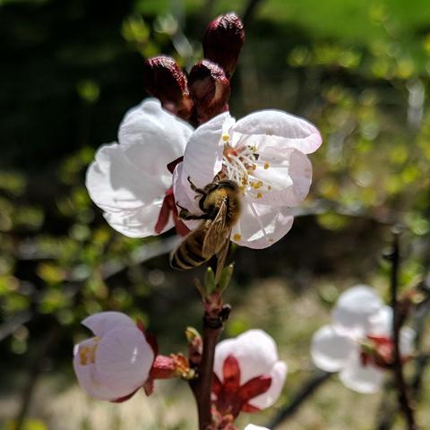 A closeup photo of a bee on a Harcot apricot blossom. The blossoms are white to pink with some red around them. The bee is kind of medium colored and is hairy enough that it might be a new 2025 bee!