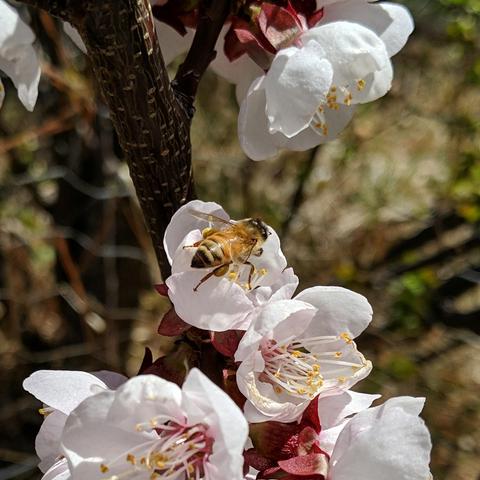 A closeup photo of a bee on a Harcot apricot blossom. The blossoms are white to pink with some red around them. The bee is kind of light colored.