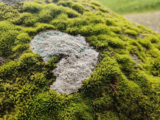 Moss and pale lichen grow on a large and gorgeous rock.