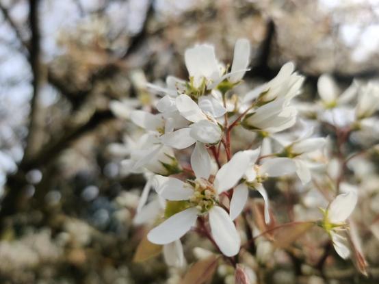 A flowering tree sports cheerful pale blossoms, looking painterly as fuck.