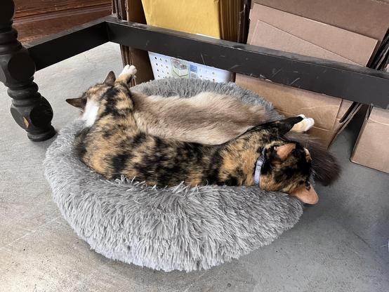 Photo of two cats stretched out in one fluffy gray cat bed in a bookstore. One cat is a calico and other a lynx point. Both cats are untroubled. Profoundly relaxed. 
