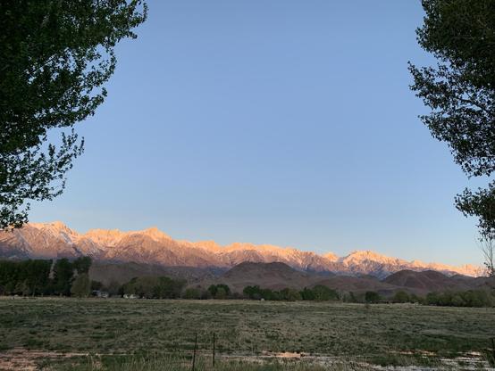 Framed by trees, a long snow-capped mountain range is lit by sunrise light below a blue sky
