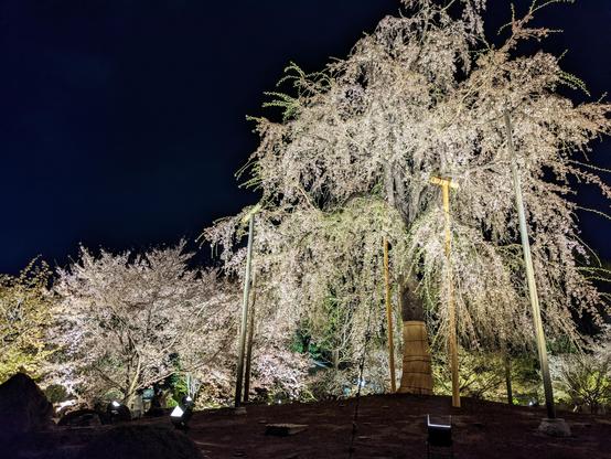 To-ji's gardens lit up for sakura season.