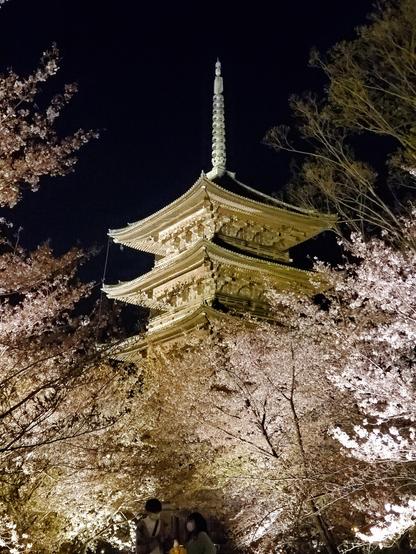 To-ji's gardens and famous pagoda lit up for sakura season.