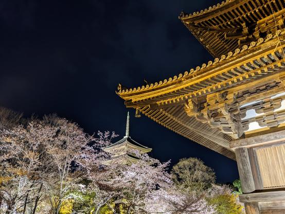 To-ji's gardens and famous pagoda lit up for sakura season.