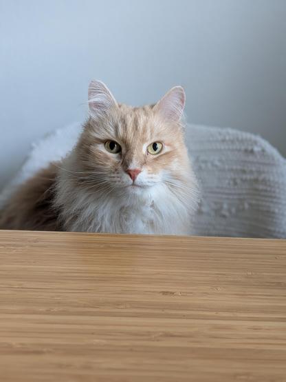 A beautiful cream coloured Siberian cat sitting across from you at the breakfast table, with eyes attentively fixed on you.