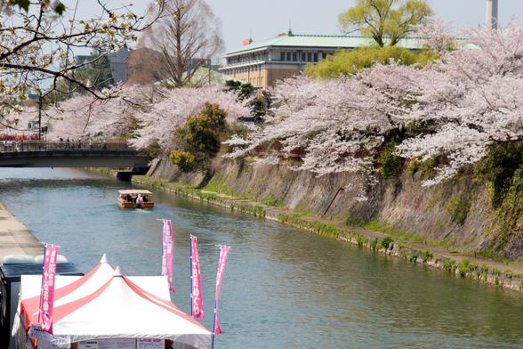 A traditional flat-bottomed boat called Jukkoku-bune plies the waters of the Okazaki Canal beneath the cherry blossoms.