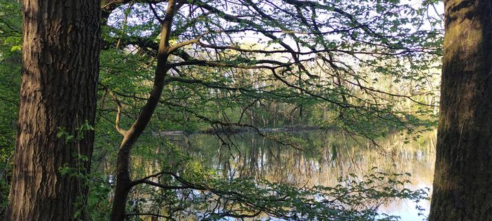 Arbres sont les branchages jouent avec leurs reflets sur l'eau