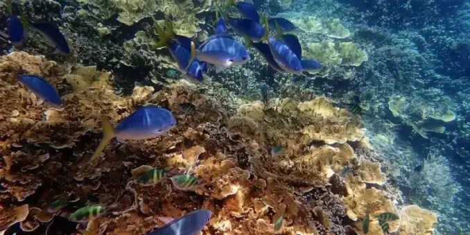 🐠 Great Barrier Reef – Ein Naturwunder entdecken!