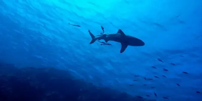 🐠 Great Barrier Reef – Ein Naturwunder entdecken!