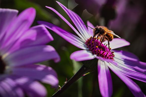 Gehörnte Mauerbiene beim Blütenstaubsammeln auf einer lila Blüte