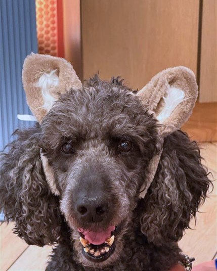 A closeup photo of Penn's guide dog, Beethoven, wearing fuzzy "wolf" ears. His mouth is partly open almost in a smile. Beethoven is a slightly shaggy, very curly standard poodle. 