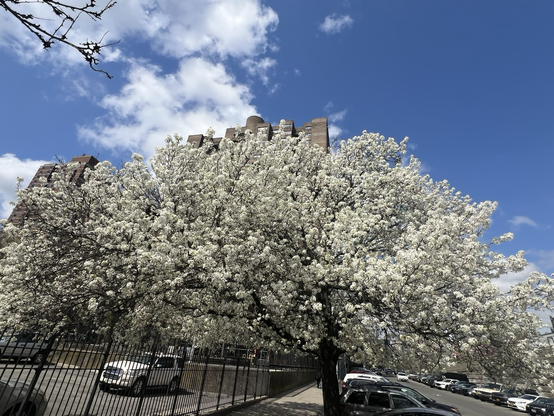 Picture of a tree in bloom white flowers everywhere
