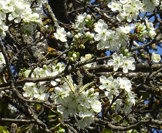 fouilli de fleurs blanches de pruniers dans lequel on devine un papillon crème, rayé de noir, posé sur une fleur.