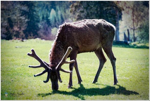 Ein Hirsch mit samtbedecktem Geweih grast auf einer sonnigen Wiese. Im Hintergrund sind Bäume und ein Wald zu sehen, die eine ruhige, natürliche Umgebung schaffen. 