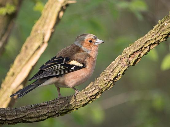 Ein Buchfink sitzt im Abendlicht auf einem dürren Ast
A chaffinch sits on a dry branch in the evening light