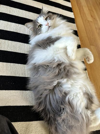 Thor, a fluffy grey and white half-Ragdoll cat, lying on his back on that ubiquitous black and white Stockholm rug from IKEA. He is looking atchu with love and bewilderment, a regular mix of emotions in this dingus. 