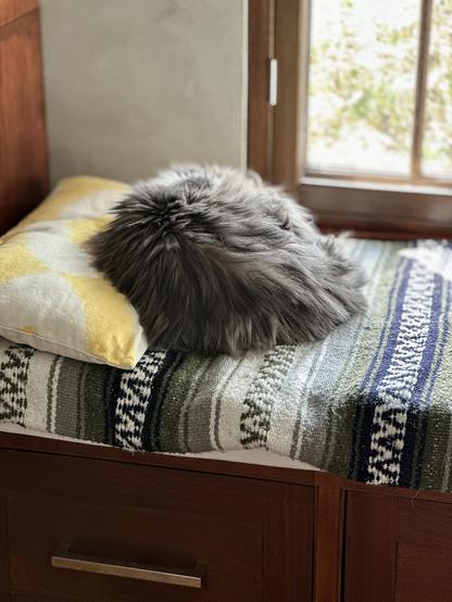 Thor, a fluffy grey and white half-Ragdoll cat, curled up on a yellow and white printed pillow on a grey and green print blanket on a window seat, sleeping in such a way where you can’t see his head or any legs, so he resembles one of those big luxury fur pillows.