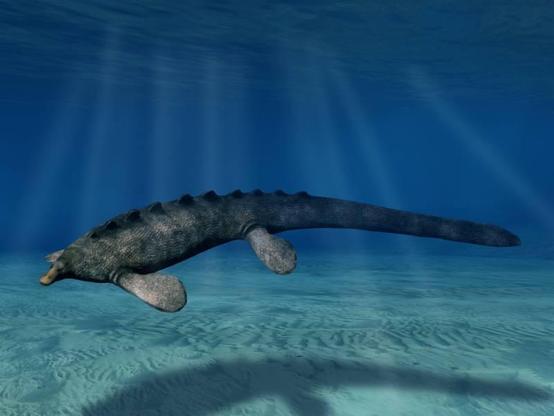Reptil con cuatro aletas, similares a las de los dugongos, y cola aplanada. Su cabeza es pequeña con pico de pato. En el dorso tiene un borde serrado de osteodermos.