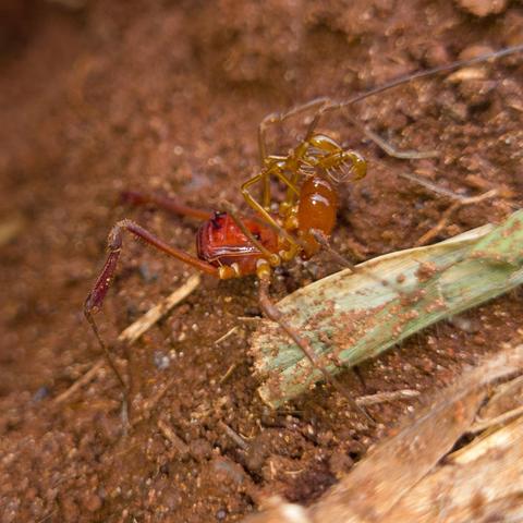 Opilión, una criatura similar a las arañas, con dos largos apéndices segmentados acabados en pinzas.