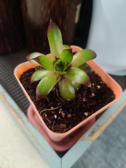 A small succulent plant, in a pink plastic pot. It is presumably happy to see you.
