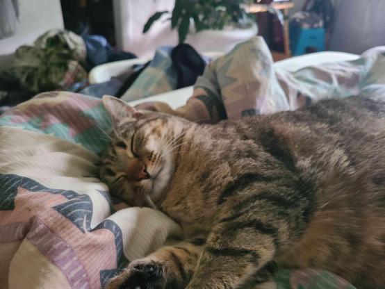 a fat tabby cat asleep on a patterned blanket
