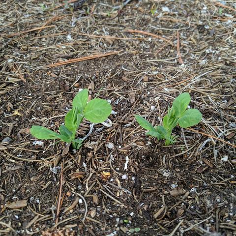 A closeup photo of two sugar snap pea plants that have some tendrils starting to grow. They'll need a stake or twine to make their way up to the trellis above.