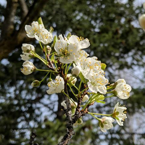 A closeup photo of many white tree fruit blossoms. There are more than a dozen on the tip of a small branch. There are some leaves growing out too. There is a douglas fir tree in the background.