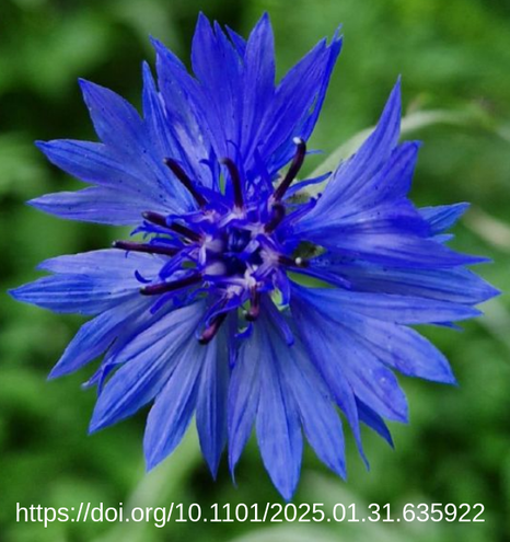 Picture of a vibrant blue flower of Centaurea cyanus. Reference: https://doi.org/10.1101/2025.01.31.635922