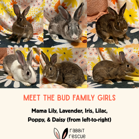 Meet the bud family girls - Mama Lily, Lavender, Iris, Lilac, Poppy, & Daisy (Two Rabbit Rescue)