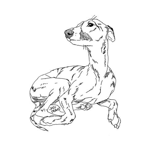 A black and white digital ink drawing of a whippet relaxing. 