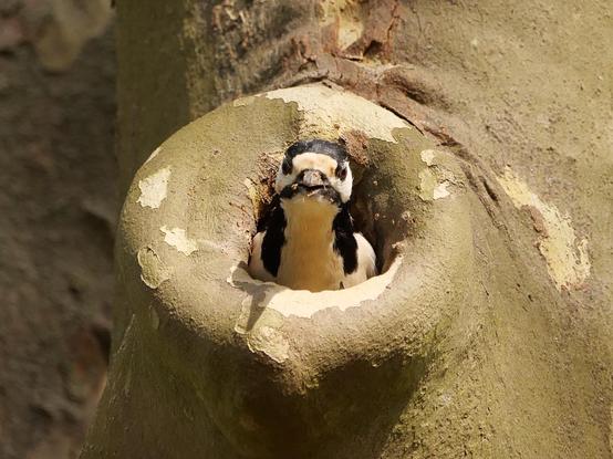 Ein Buntspecht schaut aus einem Astloch hervor. In der Luft fliegen kleine Holzsplitter, die der Specht gerade aus der Nisthöhle transportiert hat 
A great spotted woodpecker peers out of a knothole. Small wood splinters, which the woodpecker has just transported from its nesting hole, are flying in the air.