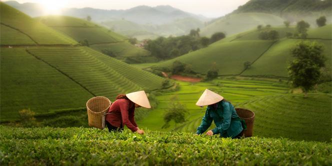 tea plantation 
