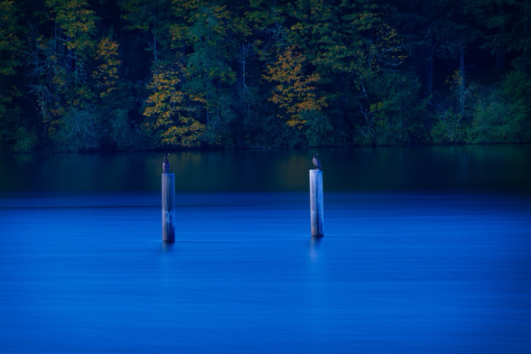 A composite of two birds sitting on two beams in the middle of lake Padden 