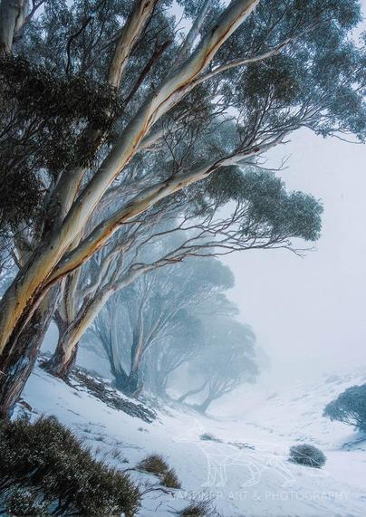 A serene photograph of snow-covered snow gums in Baw Baw National Park, Victoria, Australia. The trees’ pale, peeling bark and dark green foliage contrast with the foggy, snowy landscape, creating a mystical winter scene. A subtle watermark reading "Sandner Art & Photography" is visible in the bottom right corner. 