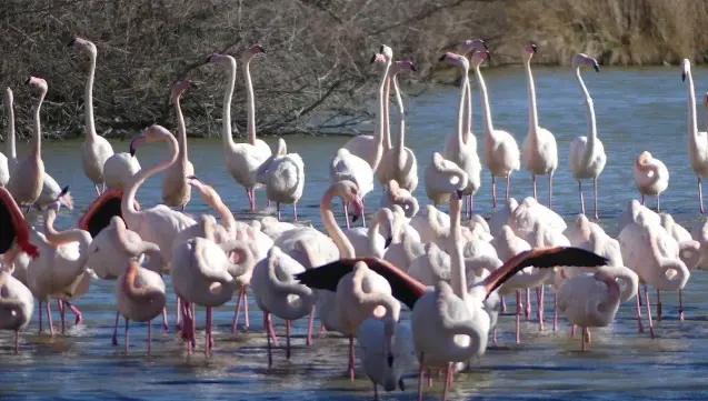 Flamants roses