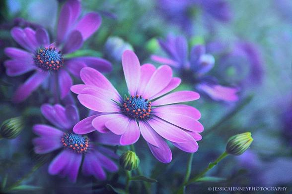 A cluster of vibrant purple African daisies with prominent orange and blue centers stands out against a soft-focus background of similarly colored blooms and buds. The petals exhibit a delicate gradient from deep to lighter purple, creating a dreamy atmosphere in the composition.
