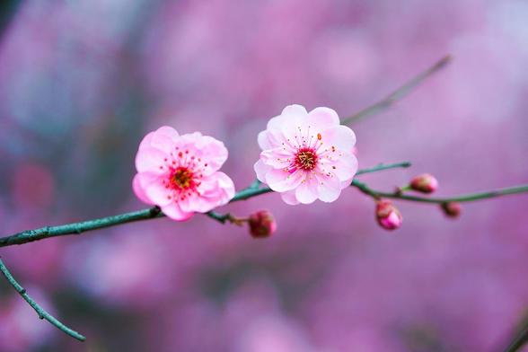 Fijne lente! Geniet van de bloesems en hun heerlijke geuren.