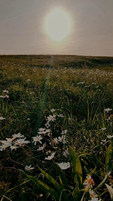 Una fotografía de mi autoría de un paisaje, es un gran pradera verde con florecitas blancas y el sol brillando