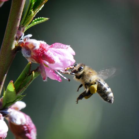 A closeup photo of a honey bee flying into a peach blossom. The flower has pink petals red behind them. The bee is average to darker colored and has a blob of dirty yellow pollen on it's leg. The bee is facing to the left and the blossom is facing to the right.