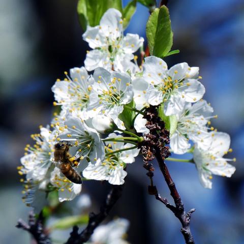 A photo showing one honey bee on a cluster of Santa Rosa plum blossoms. The bee is on the lower left side of the flowers. The flowers have white petals. There are some emerging green leaves amongst them. There are some poplar catkins hanging within the flowers that are sorta purple.