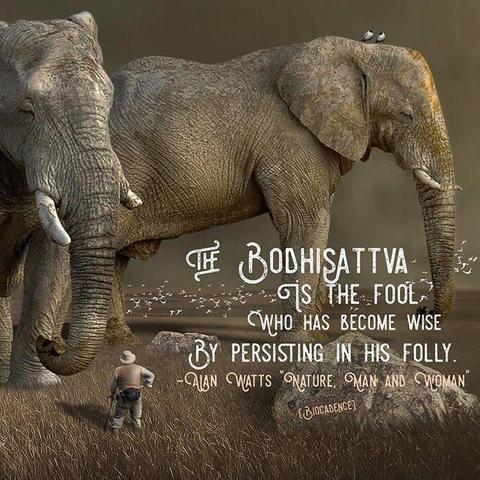 THE BODHISATTVA IS THE FOOL
WHO HAS BECOME WISE
BY PERSISTING IN HIS-FOLLY.

Alan Watts
Nature- man and woman
(Image: a tiny man dwarfed by two elephants) 
