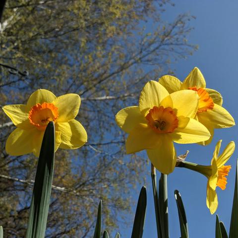 A photo from ground level looking up at four yellow daffodils with orange centers. Two are facing the camera, one is behind the second from the left and turned slightly to the right and up, and the last one is facing to the right behind the others. There is a silver birch behind in the left side of the photo that is budding out and blue sky on the right. There are a few tips of the daffodil foliage sticking up from the bottom.